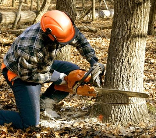 Tree Removal in Lost City, WV